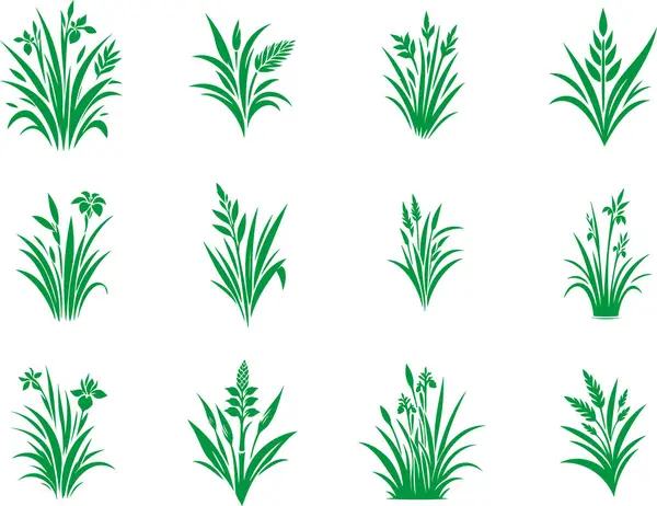 stock vector Calamus medicinal plant collection of simple stencil isolated drawings on white