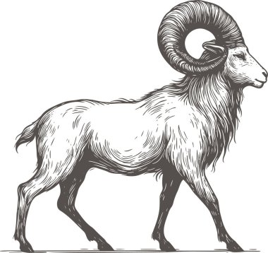 Detailed Illustration of a Majestic Ram in Engraving Style clipart