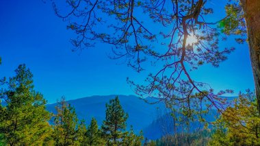 Ormanın güzel manzarası