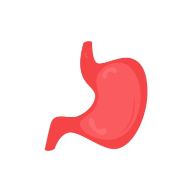 İnsan midesi. İç organ, insan gastrointestinal bölge, anatomi. Beyaz arkaplanda izole edilmiş vektör düz illüstrasyon, 10 birim.