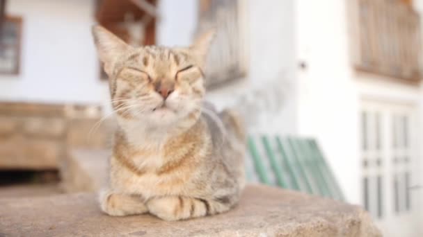 赤い猫は岩の上に座って腰をかがめ 足が太陽の下で日光浴を曲げ 彼の目を頭でゆっくりとクローズアップフライを追い払うために — ストック動画