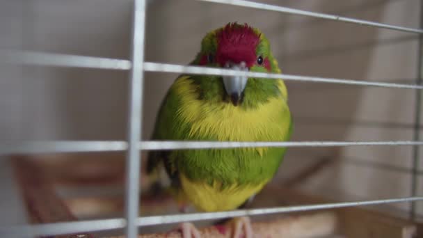 Ptak Papuga Nowozelandzkiej Rasy Żółto Zielonego Koloru Czerwonej Głowie Siedzi — Wideo stockowe
