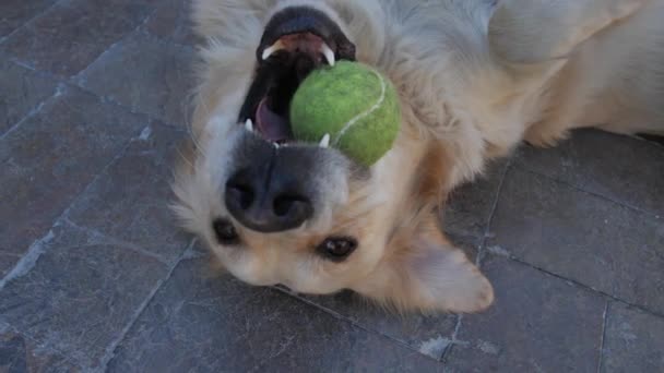 Açık Sarı Saçlı Bir Köpeği Kafası Ağzında Yeşil Bir Tenis — Stok video