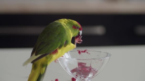 Yeşil Saçlı Bir Yeni Zelandalı Papağan Bir Dairedeki Bir Masada — Stok video