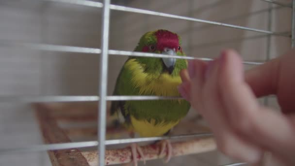 Červenovlasý Žlutozelený Pták Zvířecí Papoušek Sedí Kleci Dřevěné Tyči Vytahuje — Stock video