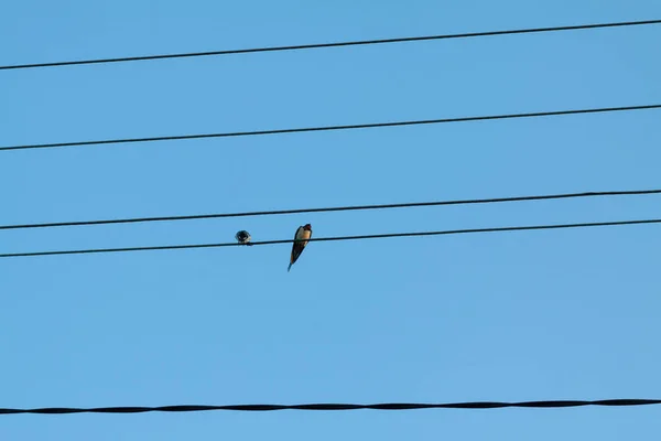 Two magpie birds sit on electric wires against a blue sky in the rays of a golden sunset. Animal life in urban environments, adapting the natural world to urbanization