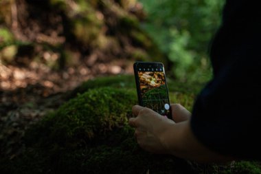 Eller akıllı telefonu yerden alçakta tutar ve yosun kılıfının fotoğraflarını yakın mesafeden çeker. Gezici fotoğrafçı orman bitkisinin güzelliğini yakına çekiyor.