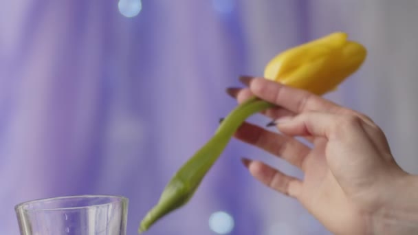 Рука Тримає Жовту Квітку Тюльпанів Кладе Склянку Ніжний Фіолетовий Повільний — стокове відео