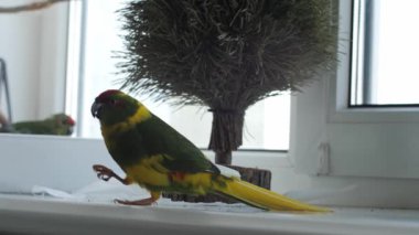 Yeni Zelanda kokpiti sarı yeşil papağanı pencere pervazında başka bir kuşun arka planında süs ağacının altında durur. Yemek yiyen hayvanlar, yakın plan.