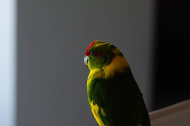 Sarı-yeşil tüylü ve kırmızı saçlı Yeni Zelanda kakariki papağanı. Bir dairede kümes hayvanları, yakın plan.