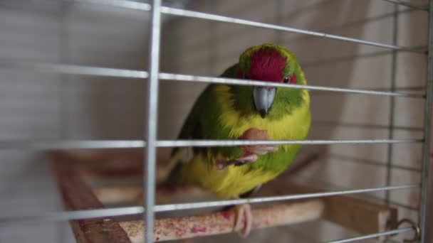 New Zealand Parrot Bird Kakarik Breed Holds Peanut Nut Its — Stock Video