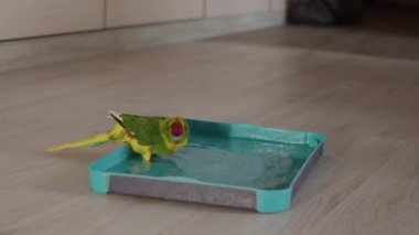 Yeşil kuş evcil hayvanı Yeni Zelanda papağanı Kakariki, mavi düz bir kabın içinde suyla yavaşça hareket ediyor, farklı yönlere doğru damlıyor, kanatlarını yakın çekimde çırpıyor.