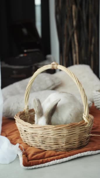 Білий Пухнастий Кролик Сидить Плетеному Кошику Обнюхує Простір Навколо Рухаючи — стокове відео