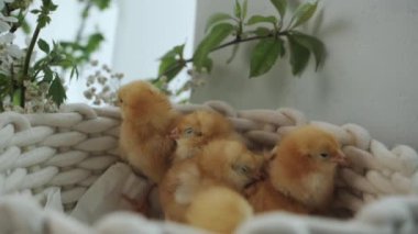Küçük sarı tavuklar ısınmak ve yakınlaşmak için bir araya gelirler. Yavru kümes hayvanları kiraz çiçeklerinin arka planında beyaz bir sepetin içinde, yavaş çekimin yakın planında