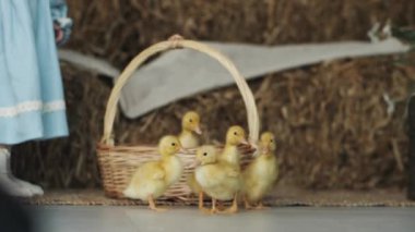 Bir grup küçük sarı ördek bir fotoğraf stüdyosunun beyaz zemininde yürüyor. Evdeki kümes hayvanları pençeleriyle yavaş çekimleri hallediyorlar..