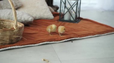 İki küçük tavuk bir sepet ve yastıkların yanında kırmızı bir battaniyenin üzerinde yürür. Kümes hayvanları yavaş çekimde, dairelerde yaşar.