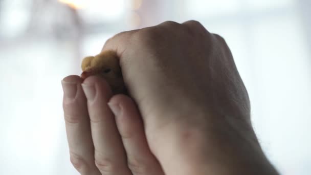 メンズの手は 指の間に頭を突き刺す小さな鶏の手を握っている 手のひらに隠された赤ちゃんの家禽 ゆっくりとしたクローズアップ — ストック動画
