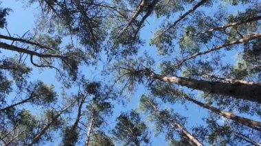 Kozalaklı çam ağaçlarının tepeleri yaz ayının mavi gökyüzünün arka planında güneş ışınlarıyla aydınlatılarak daire çiziyor. Aşağıdan ekseni etrafında yumuşak hareket çerçevesi