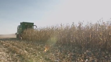 Hasat, buğday ekilmiş ve olgunlaşmış kulaklar biçilmiş bir tarlada yürüyor. Sıcak bir yaz gününde hasat, tarım endüstrisi