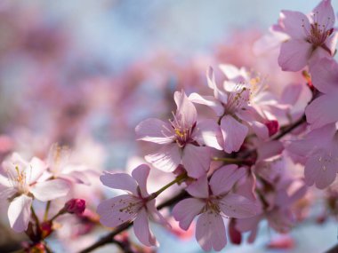 İlkbaharda kiraz çiçeği