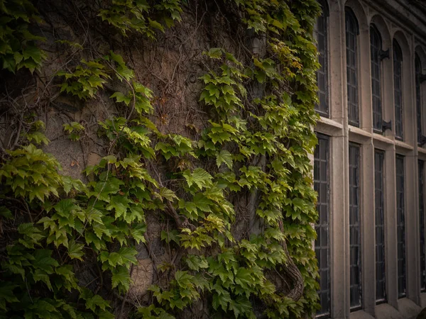 Groene Druivenbladeren Een Gevel Van Een Huis — Stockfoto