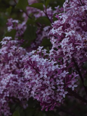 Leylak dalının yakın çekimi