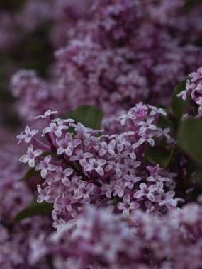 Leylak dalının yakın çekimi
