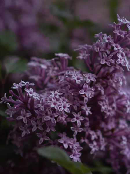 Leylak dalının yakın çekimi