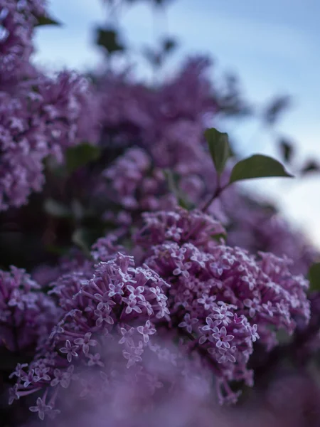 Leylak dalının yakın çekimi