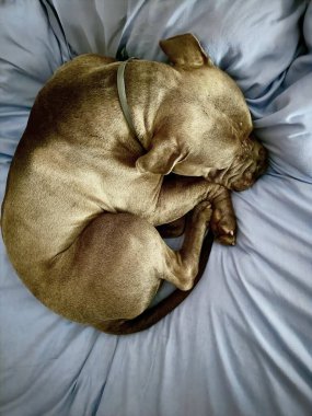 Büyük mavi Amerikan Kabadayı köpeği yatakta uyur.