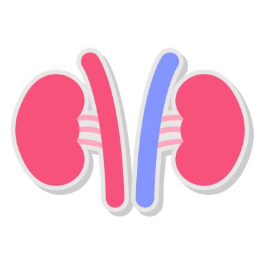 Böbrek Ağı vektör çizimi