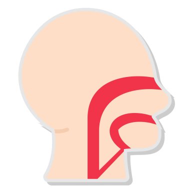 İnsan kafası anatomi vektör simgesi.