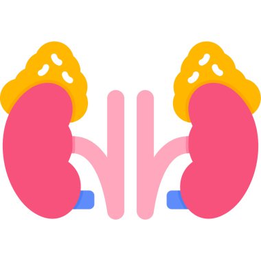 böbrek web vektörü basit illüstrasyon