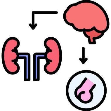 böbreklerin renk çizgisi vektör simgesi