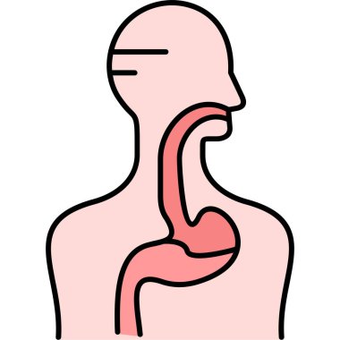 insan anatomisi vektör çizim