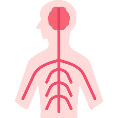 İnsan anatomisi ikonu. Web için insan anatomisi vektör simgesinin basit çizimi