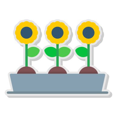 Saksıda üç ayçiçeği