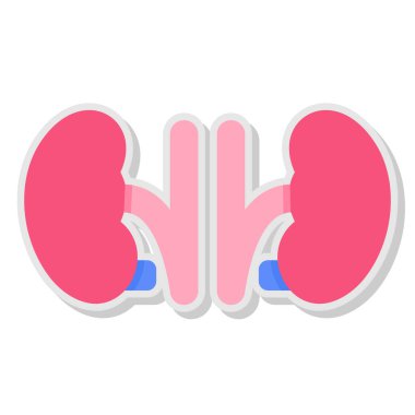 Böbrek vektör simgesi beyaz arkaplanda izole edildi
