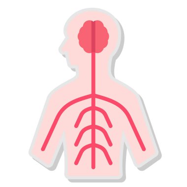 İnsan vücudu simgesi. İnsan anatomisi vektör simgesi rengini beyaza izole et
