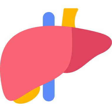 karaciğer düz vektör simgesi