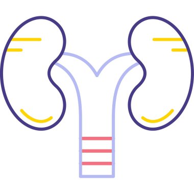 İnsan böbreği. Basit taslak çizimi