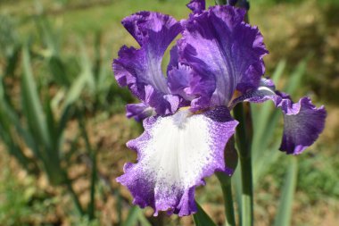 Büyük iris viola su sfondo verde. Yeşil arka planda mor büyük iris.. 