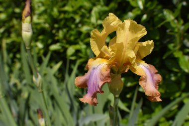 Yeşil bir alanın arka planında sarı iris