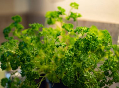 Mutfakta bardakta maydanoz. Yemek pişirmek için bitki..