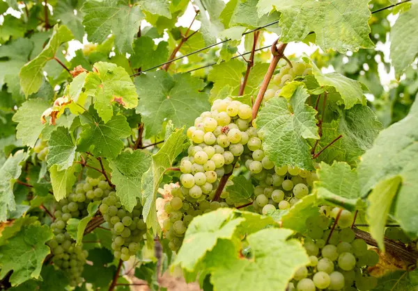 挂在葡萄藤上的白葡萄 德国莱茵瑙美丽葡萄地区的葡萄 — 图库照片