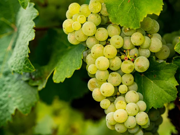 Zbliżenie Dojrzałych Zielonych Winogron Riesling Liśćmi Rheingau Winogrona Pięknego Regionu — Zdjęcie stockowe