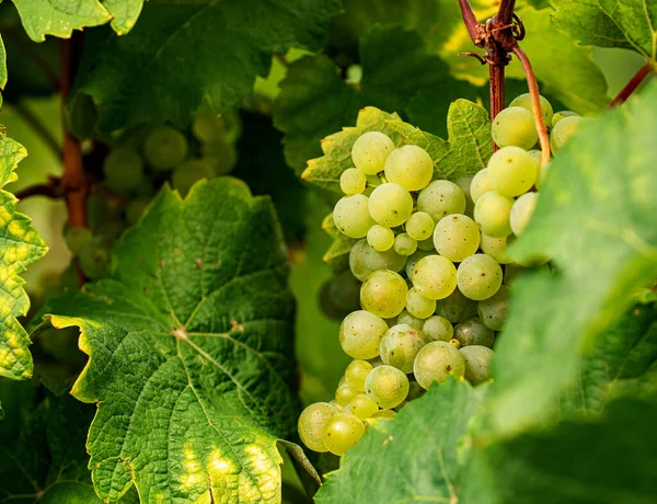 Dojrzałe Winogrona Białego Rieslinga Gotowe Zbioru Winogrona Pięknego Regionu Winiarskiego — Zdjęcie stockowe