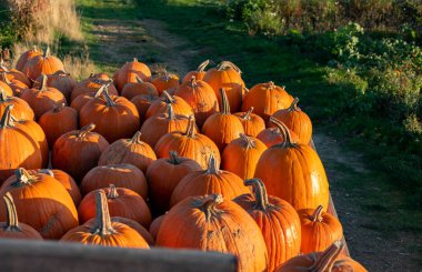Arabadaki balkabakları. Bazı olgun turuncu balkabakları Ekim 'in öğleden sonra geç saatlerinde el arabasında yatıyordu.. 