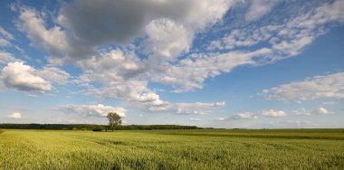 Yazın buğday ve mısır tarlası. Rodheim, Wetterau, Hessen, Almanya, Mayıs 2022: Buğday tarlasında bir ağaç, mavi gökyüzü ve bazı bulutlar. Orman arka planda.
