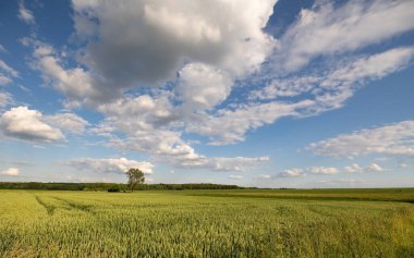 Buğday ve mısır tarlası. Rodheim, Wetterau, Hessen, Almanya, Mayıs 2022: Buğday tarlasında bir ağaç, mavi gökyüzü ve bazı bulutlar. Orman arka planda.